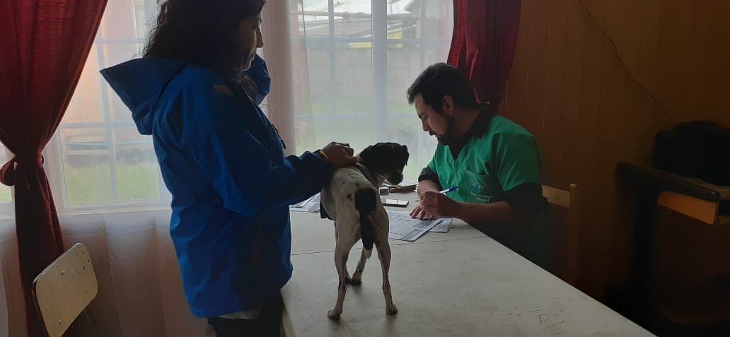 Médico Veterinario a Domicilio